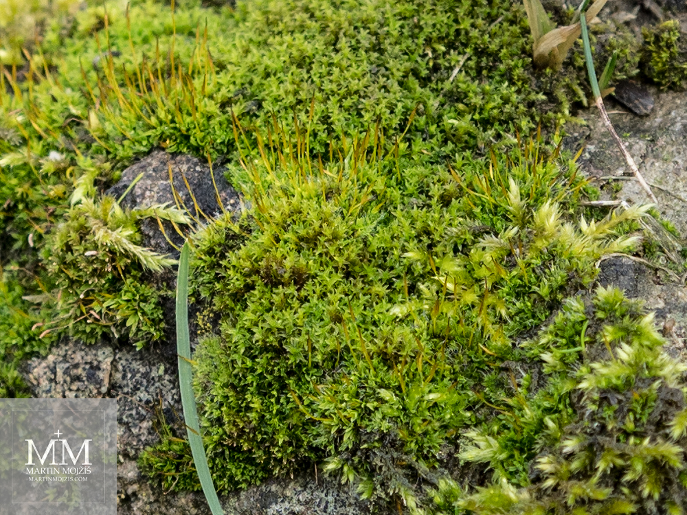 Moss on stone. Photograph created with Olympus M. Zuiko digital ED 40 – 150 mm 1:2.8 PRO.